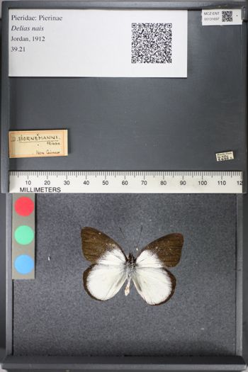Media type: image;   Entomology 131697